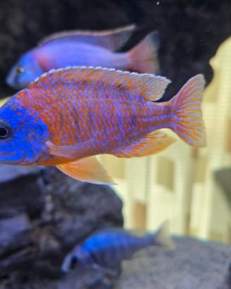 Ciclidi Malawi acquario pesci Africani