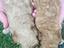 Immagine 5