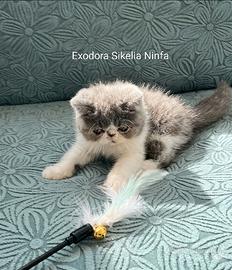 Exotic Shorthair cuccioli