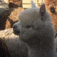 Alpaca