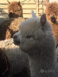 Alpaca
