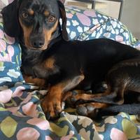 Bassotto disponibile per monta