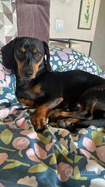 Bassotto disponibile per monta