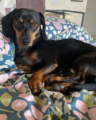 Bassotto disponibile per monta