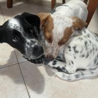 Charly e Roger due maschietti