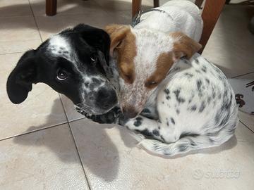 Charly e Roger due maschietti