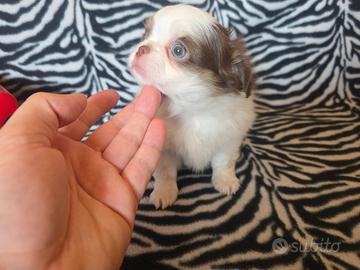 Chihuahua femmina pelo lungo linea russa toy 70gg