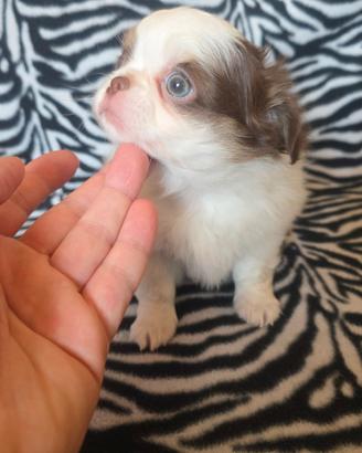 Chihuahua femmina pelo lungo linea russa toy 70gg