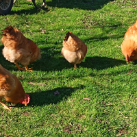 Galline Marans Robusta e Olivegger