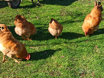 Galline Marans Robusta e Olivegger