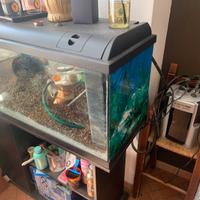 Acquario completo di filtro e mobile