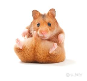 Criceti dorato
