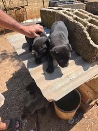 Cuccioli cane corso