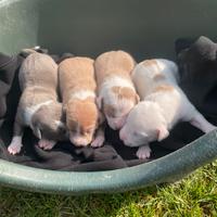 Amstaff