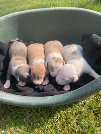 Amstaff