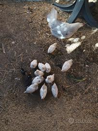 Galline