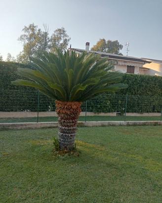Pianta di Cycas