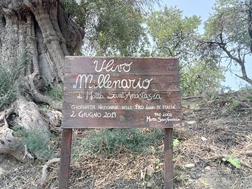 Terreno - Motta Sant'Anastasia