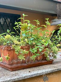 Coppia di vasi in terracotta con piante