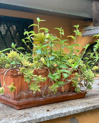 Coppia di vasi in terracotta con piante