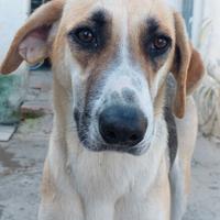 Grace una dolcezza infinita