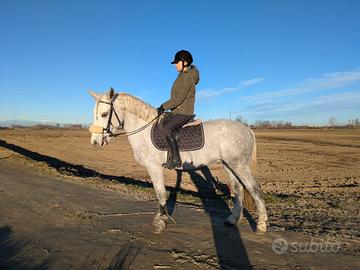 Pony 6 anni castrone