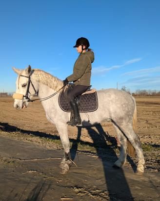 Pony 6 anni castrone