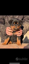 Cucciole rottweiler pedigree
