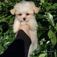 Maltipoo Toy Cucciola