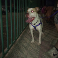 Pitbull Red nose per monta