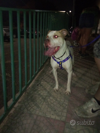 Pitbull Red nose per monta