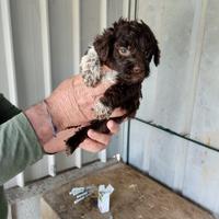 Cuccioli di lago