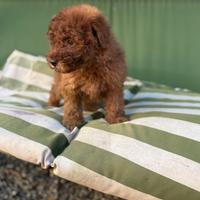 Barboncino red femmina e maschio