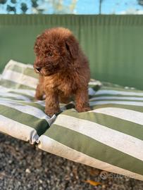 Barboncino red femmina e maschio