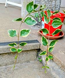 pianta di pervinca