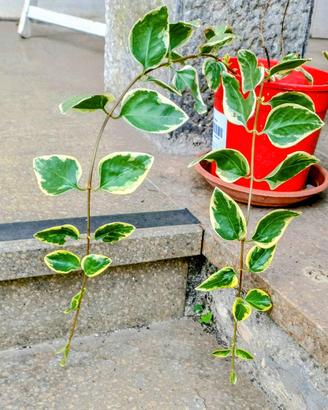 pianta di pervinca