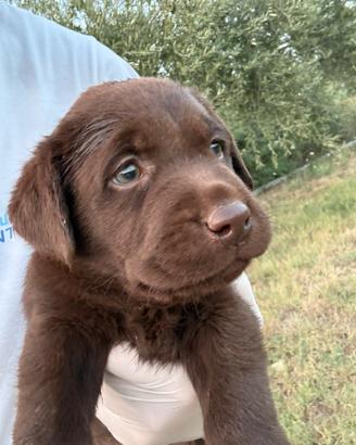 Labrador cuccioli