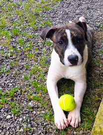 American Staffordshire Terrier