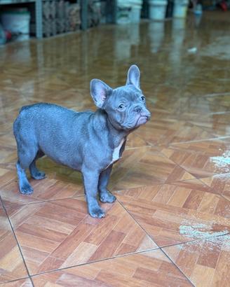 Bulldog francese