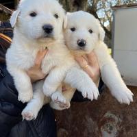 Cuccioli di pastore Maremmano