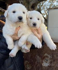 Cuccioli di pastore Maremmano