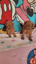 Cuccioli di barboncino