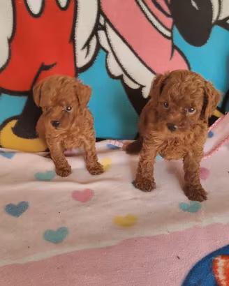 Cuccioli di barboncino