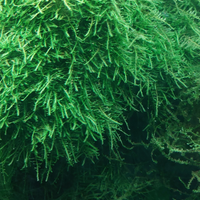 Muschio per acquario Torino