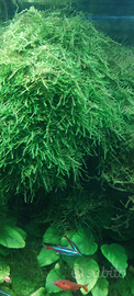 Muschio per acquario Torino