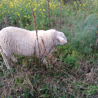 Texel