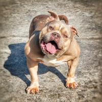 American bully giovane tranquillissimo