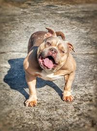 American bully giovane tranquillissimo
