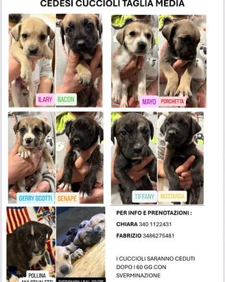 Cuccioli taglia media