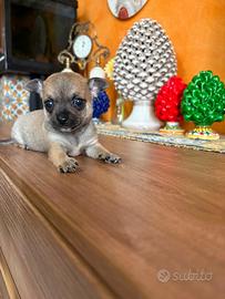 Cuccioli di chihuahua